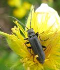 Cantharis tristis